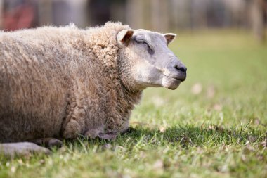 Meadow 'un dışında büyük beyaz koyunların yakın çekimini yap.