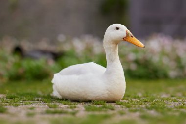 Beyaz Hintli koşucu ördek terasta
