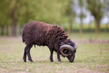 Kahverengi erkek otlakta koyundan hızlı koşar