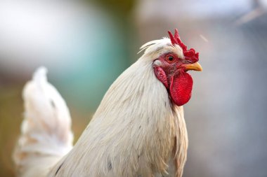 horoz portresi kapatmak