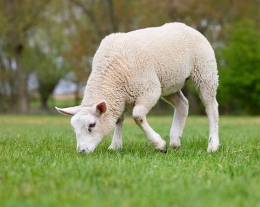 Çayır üzerinde genç beyaz koyun