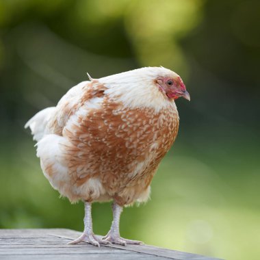 Küçük tavuk teras masasında duruyor.