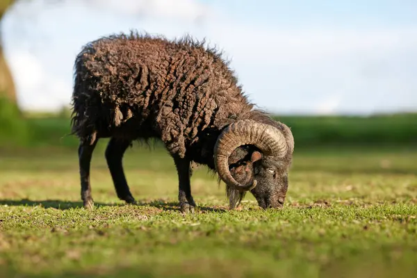 Kahverengi erkek koyun çayırda otluyor.