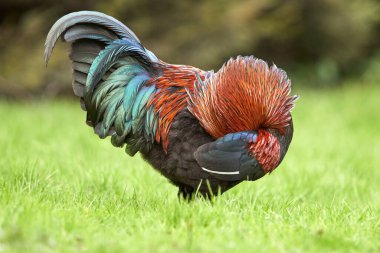 Horoz çimenlerde tüy topluyor.