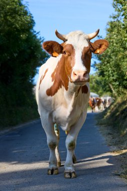 Halk yolunda yürüyen inekler