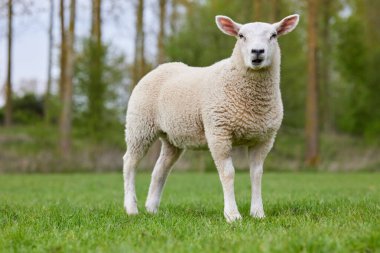 Çayırda tatlı beyaz kuzu