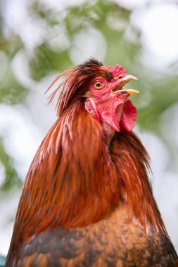Güzel, bulanık arka planda karga gibi inleyen horoz.