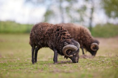 İki erkek koyun çayırda otluyor.