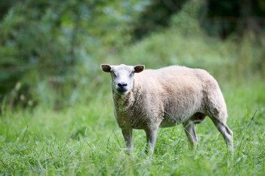 Flaman beyaz koyunu çayırda