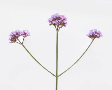 Beyaz arka plan üzerinde izole verbena çiçekler