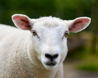 Beyaz kuzunun çayır üzerindeki kafasının fotoğrafını çek.