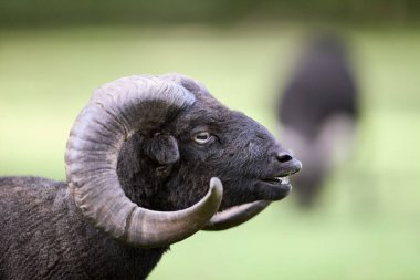 Flehmen tepkisi olan siyah erkek koyunlara yaklaş.