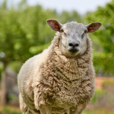 Çayır üzerinde bir koyun portresi