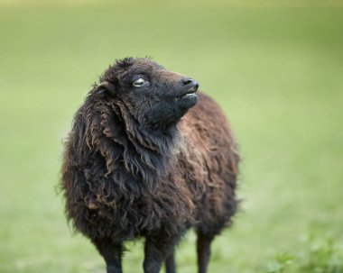 Flehmen tepkisini gösteren kahverengi, dişi koyunlara yaklaş.