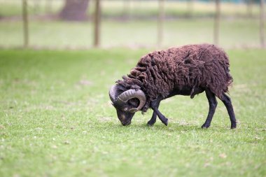 Kahverengi erkek otlakta koyundan hızlı koşar