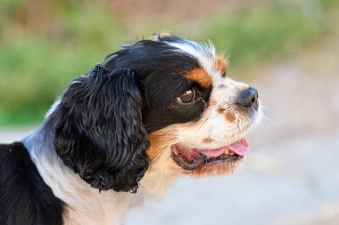 Kral Charles Spaniel yakın çekim