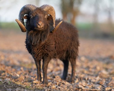 Kahverengi erkek sonbaharda sıcak akşam ışığında koyunlardan hızlı koşar.
