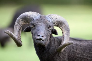 Kahverengi erkek koyunların geniş boynuzlu kafalarına yakın çekim.