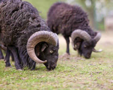 İki kahverengi erkek koyun çayırda otluyor.