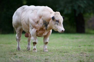 Genç beyaz boğa çayırda