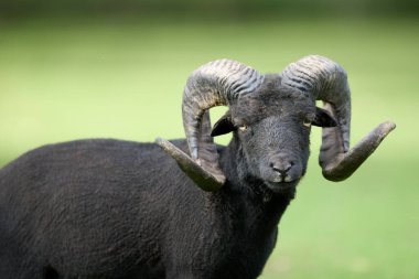 Taze soyulmuş erkek koyun koçuna yakın durun.