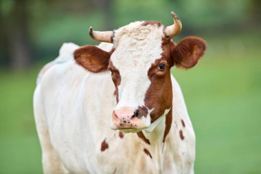 Close up of brown white cow