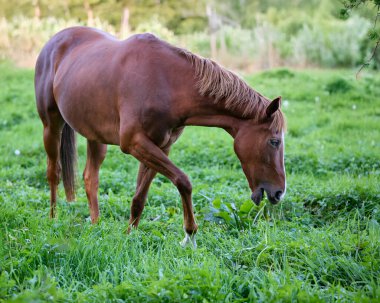 Çayırdaki güzel kahverengi at