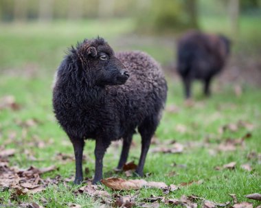Kahverengi, çayır koyununu geride bıraktı.