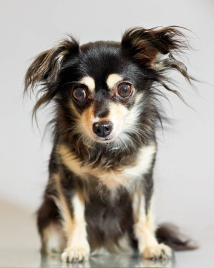 Stüdyoda sevimli siyah chihuahua portresi