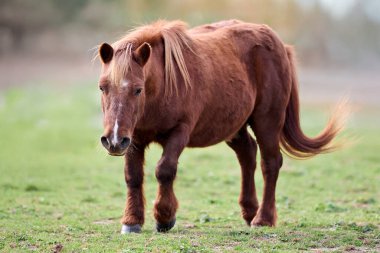 Çayırda koşan kahverengi midilli