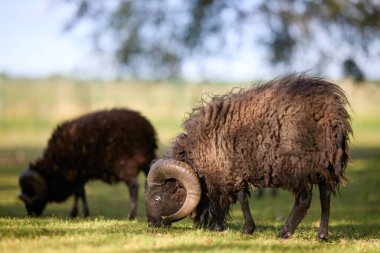İki koyun otların üzerinde otluyor. Ön plandaki koyunların büyük, kıvrımlı boynuzları ve kalın, yün bir kürkü vardır, arka plandaki koyunlar ise tarlanın derinliği nedeniyle daha az detaylıdır..