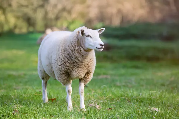 Kalın, yün kürklü bir koyun çimenli bir tarlada duruyor, sağa bakıyor, ağaçların ve yeşilliklerin bulanık arka planına sahip..