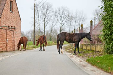 Tuğla bina, yeşillik, yapraksız ağaçlar ve arka planda elektrik direkleri olan bir kırsal alanda halka açık bir yolda duran üç at.