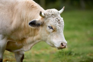 Açık renkli boynuzlu bir ineğe yakın plan, çimenli bir tarlada duruyor, sağa bakıyor, çimenleri çiğniyor. Bulanık arkaplan dikkatini ineğe verir..