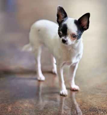 Beyaz önlüklü ve siyah yüzlü özgüvenli bir Chihuahua yansıtıcı bir yüzey üzerinde duruyor, yumuşak, bulanık bir arka plan, zarafet ve cazibe yayıyor..