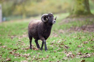 Görkemli koyu kahverengi ouessant koyun yaprakları dağınık çimenli bir alanda sakince durur; etkileyici kavisli boynuzları güç ve dinginliği vurgular