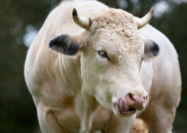 Büyük boynuzlu ve kaslı vücutlu beyaz boğa burnunu yalıyor; dinamik yakın plan görüntüsü bulanık bir arkaplan üzerine çekiliyor.