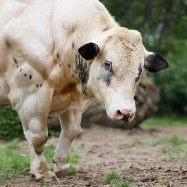 Kas yapısına sahip inekler çimlerle çevrili toprak yamada, ensesinde siyah noktalar olan açık renk paltolar, arka plandaki ağaçlar üzerinde dururlar..