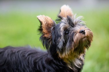 Siyah ve bronz kürklü küçük Yorkshire Teriyeri yeşil çimlerin üzerinde duran, yukarı bakıyor; kulakları canlı ve bakımlı