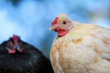 Açık havada duran iki tavuk; kırmızı bir tarak ve boynuz ile açık renkli bir tavuk keskin odaklı ön planda, koyu bir tavuk ise arka planda bulanık görünür.