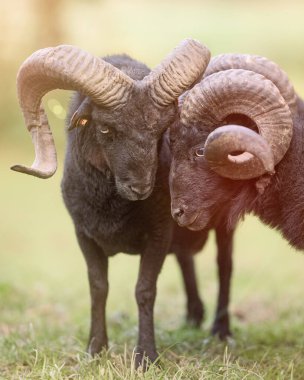 Görüntüde, yeşil bir çayırda otlayan iki çarpıcı siyah ve kıvrık boynuzlu koyun yer alıyor. Bulanık arkaplan, eşsiz özelliklerini ve dingin varlıklarını vurguluyor..