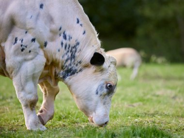 Açık renkli bir ineğin, yemyeşil bir tarlada otlayan siyah benekleri var. Arka planda başka bir inek bulanıklaşıyor. Huzurlu pastoral ortam uzak ağaçları içeriyor