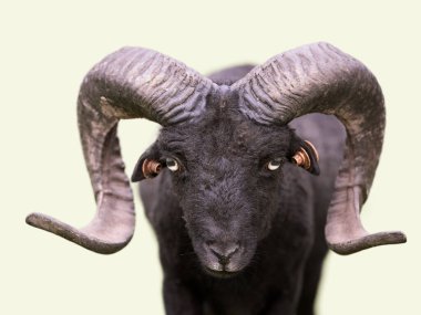 Büyük, kıvrımlı boynuzları olan siyah bir koyun kameraya düz bir arkaplan boyunca bakar ve belirgin özelliklerini vurgular..