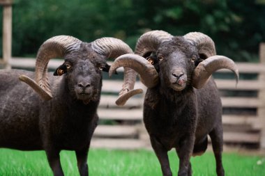 Çimlerin üzerinde duran koyu renkli iki koç, büyük ve eğri boynuzlarını sergiliyor. Ahşap bir çit ve doğal bir çevre sahneyi oluşturur..