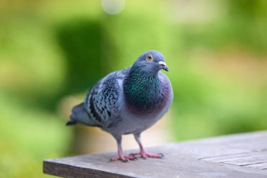 Yanardöner boyun tüyleri olan bir güvercin ahşap bir tahtanın üzerinde tetikte bekliyor. Yumuşak, bulanık yeşil yapraklar kuşun ayrıntılı tüylerini vurgulayarak doğal bir arka plan sağlar..