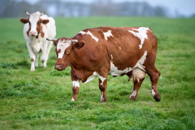 Kahverengi ve beyaz boynuzlu inek yemyeşil bir çayırda belirgin bir şekilde duruyor, başka bir inek arka planda hafifçe otluyor. Kırsal çiftlik sahnesi.