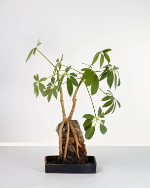Bir Schefflera bonsai ağacı, ya da minimalist kök-üstü kaya tarzında cüce şemsiye ağacı. Karmaşık ve korunmasız kökler, basit bir tencerenin içindeki koyu bir kayaya yapışmış beyaz bir arka plana karşı..