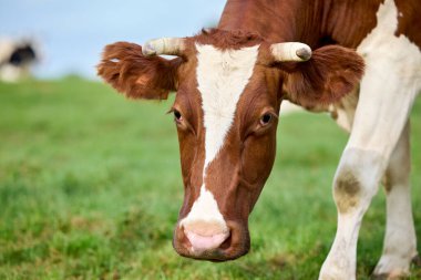 Küçük boynuzlu, kahverengi ve beyaz bir ineğin yakın plan portresi. İnek, parlak bir gökyüzünün altındaki yemyeşil bir çayırda huzurlu bir kırsal alanı anımsatırken doğrudan kameraya bakar..