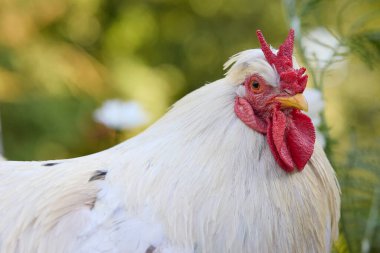 Beyaz bir horozun detaylı portresi. Parlak kırmızı tarağı ve yoğun gözü beyaz tüylerine karşı keskin bir odak noktası ve yumuşak, doğal yeşil bokeh arka planı var..