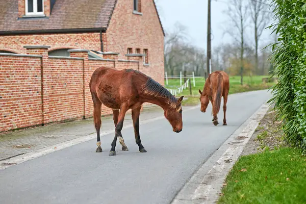 İki kahverengi at sakin bir kırsal köyde asfalt yol boyunca özgürce yürür. Büyük tuğladan bir ev ve yeşil bir çit şeridi. Huzurlu ve beklenmedik bir binicilik manzarası yaratıyor..